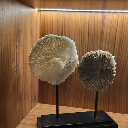 Star Champs-elysees باريس